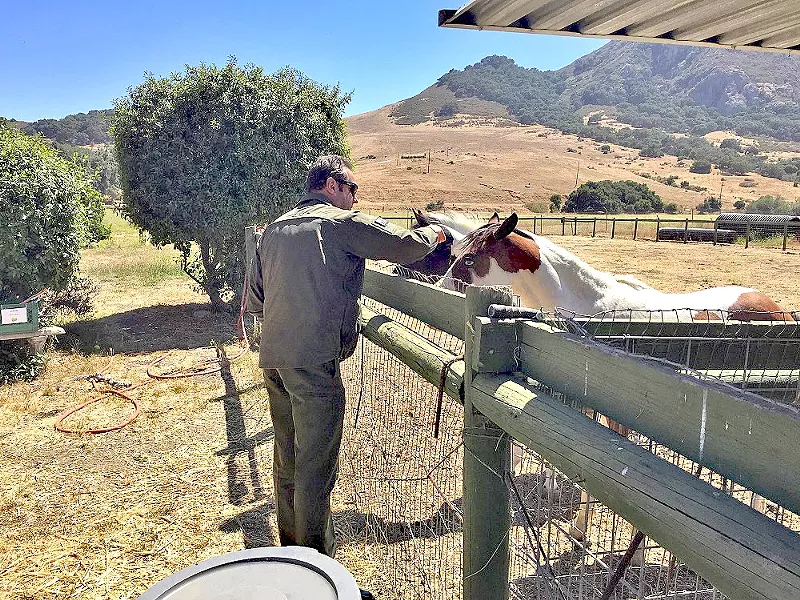 NEGLECTED SLO County Sheriff Ian Parkinson checks on one of 11 horses seized from a California Valley property. Officials say the animals were left multiple for days without food and water in 100-degree temperatures. - PHOTO COURTESY OF THE SLO COUNTY SHERIFF’S OFFICE