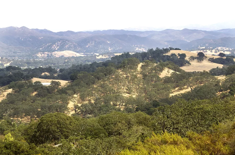 URBAN OAK FOREST Adjacent to Los Padres National Forest, Atascadero is home to sprawling hills of oak savanna, California sycamores, and chaparral. - PHOTO BY JAYSON MELLOM