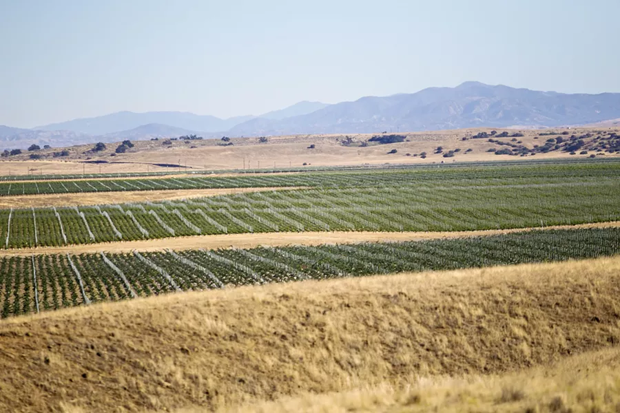 DEVELOPING PROBLEM Wildlife biologists say that encroachment from humans typically impacts wild animal populations, noting that land developed for vineyards and other areas with high fences seems to have a negative effect on deer population. - PHOTO BY JAYSON MELLOM