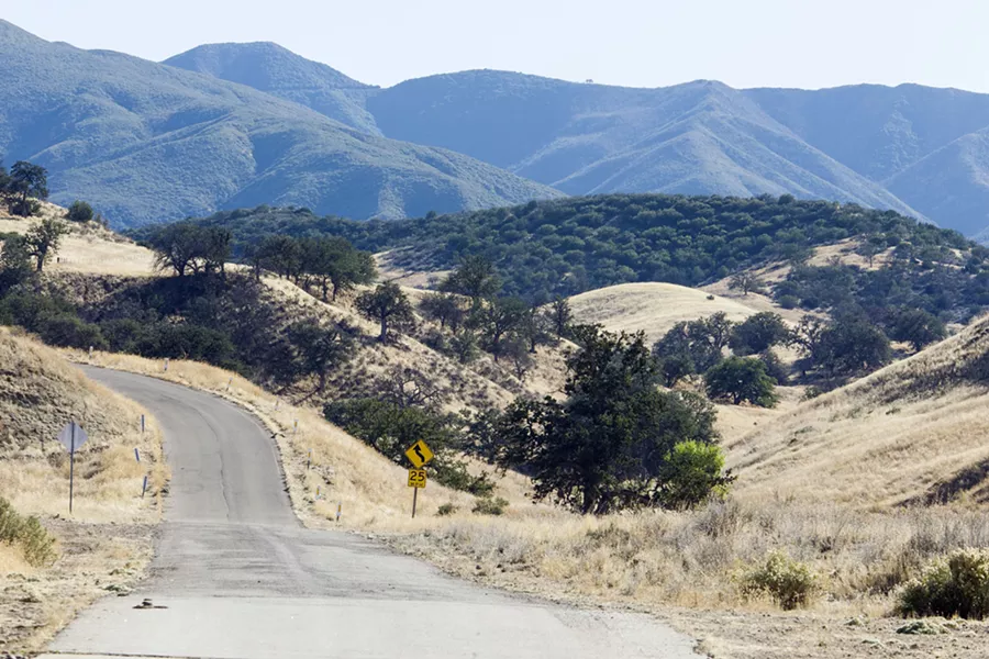 NORMAL FLUCTUATIONS While the statewide deer population may be on the decline, Winston Vickers, an associate veterinarian at the Wildlife Health Center at UC Davis and the co-principal investigator of the Southern California Mountain Lion Project, says that these numbers vary year to year and zone to zone. That could be significant in the Los Padres National Forest, which encompases nearly 3,000 square miles and stretches from Ventura to Monterey counties. - PHOTO BY JAYSON MELLOM