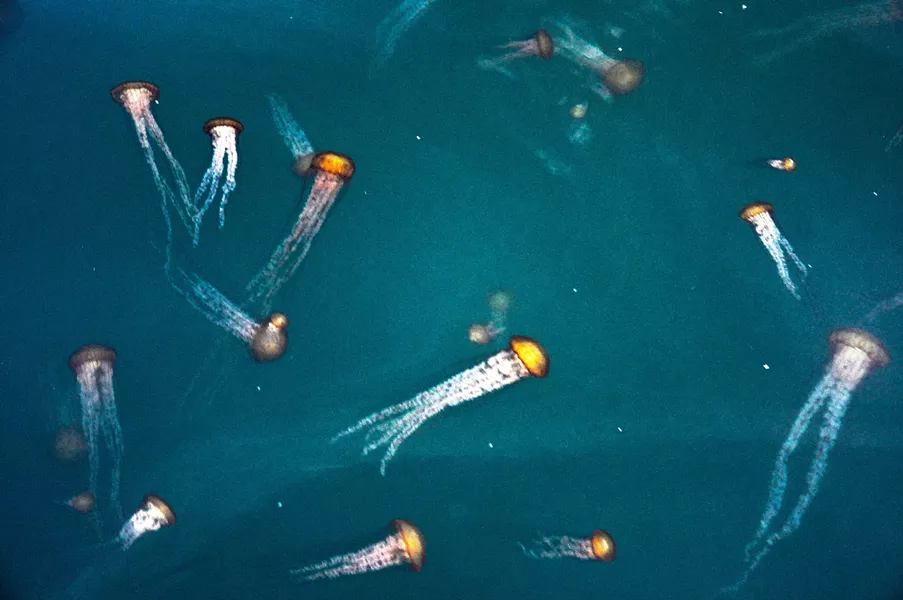 BLOOMIN' JELLIES This year was the first year in several that a bloom of jellyfish found its way into the Monterey Bay, a sign, some say, of a healthy aquatic environment. - PHOTO BY CAMILLIA LANHAM