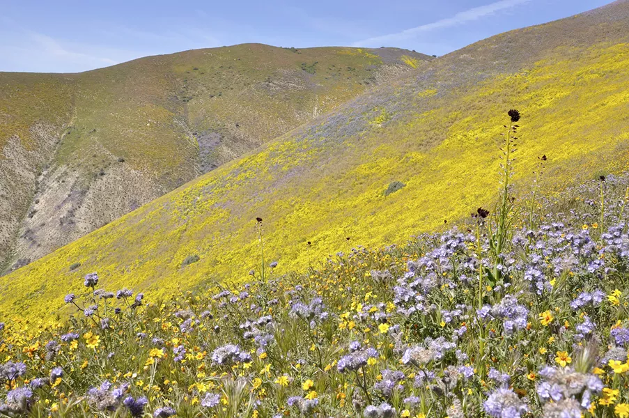 UNDER REVIEW President Donald Trump ordered Interior Secretary Ryan Zinke in April to review the statuses, boundaries, and protections of 27 national monuments—including SLO's Carrizo Plain. - FILE PHOTO BY CAMILLIA LANHAM