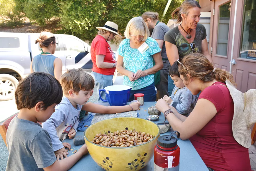 GET THAT NUT Acorn processing time means plenty of socializing at the Chumash Kitchen held at the SLO Botanical Garden. An upcoming cooking class is slated for Feb. 3 and promises to get locals in touch with native herbs and how to incorporate them into modern techniques. - PHOTO COURTESY OF SLO BOTANICAL GARDEN