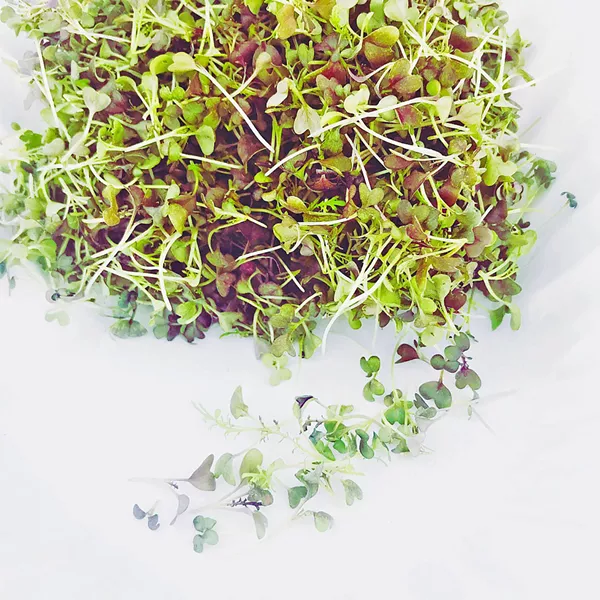 MACRO FRESH Bloom Microgreens' new Bloom MicroFarm will deliver fresh-cut and living microgreens to the region thanks to a little help from their friends. - PHOTO COURTESY OF BLOOM MICROGREENS