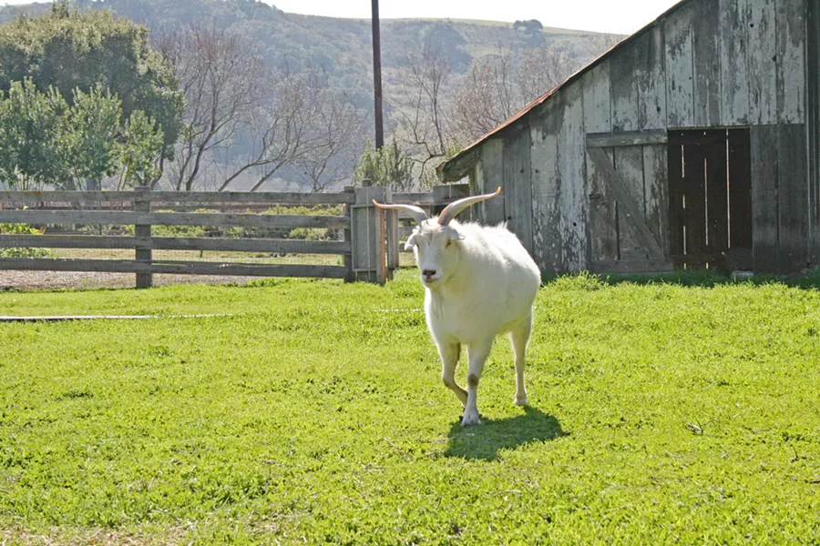 HAPPY GOATS COME FROM CAMBRIA Chet and Betty are Stolo Family Vineyards' unofficial mascots. The fainting goats graze near the tasting room, not far Cambria's rugged, pristine coastline. - PHOTO BY HAYLEY THOMAS CAIN