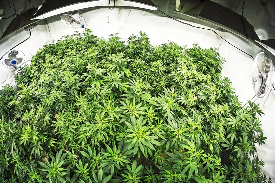 GETTING ORGANIZED SLO County cannabis industry members recently launched a new trade association, the Central Coast Cannabis Council - FILE PHOTO BY DYLAN HONEA-BAUMAN