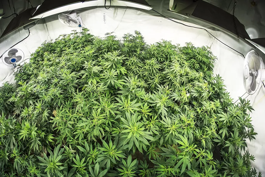 CANNABIS IN SLO TOWN On May 1, the SLO City Council will consider adopting cannabis regulations that would allow for up to three recreational brick-and-mortar dispensaries in the city. - FILE PHOTO BY DYLAN HONEA-BAUMAN