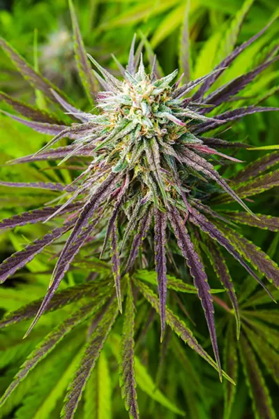THE TAX MAN COMETH After welcoming cannabis businesses, cities like Grover Beach must now wrestle with just how much to tax the new industry. - PHOTO BY JAYSON MELLOM