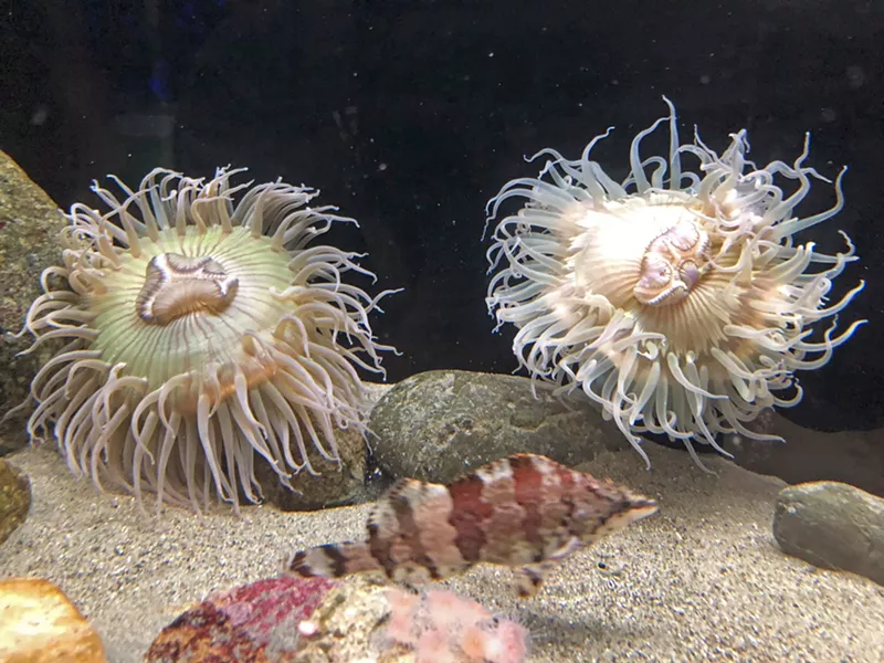 BEAUTIFUL While some sea anemones are poisonous to humans, these ones aren't, but they still shouldn't be handled. - PHOTO BY GLEN STARKEY
