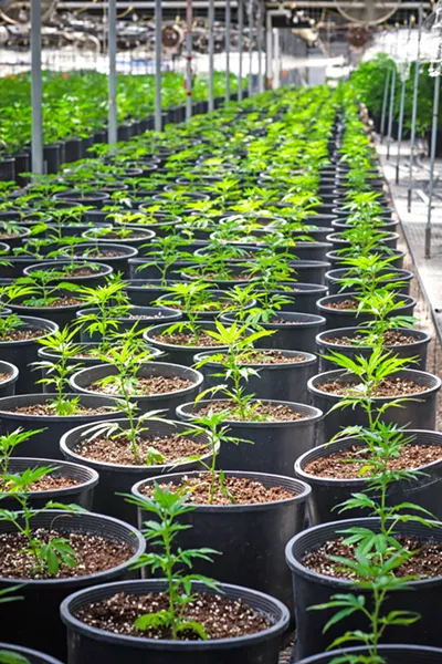 BIG GREENHOUSE This 250,000- square-foot nursery in Nipomo is one of the largest in the county. Per new county regulations, operator CFAM Management Group was forced to downsize its operation and lay off 52 employees. - PHOTO BY JAYSON MELLOM