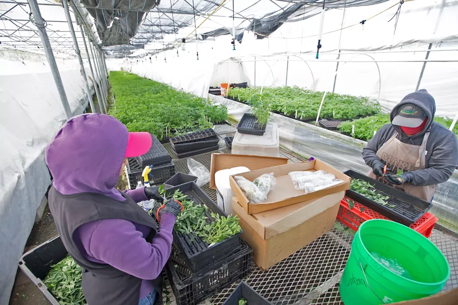 CLIPING FOR CLONES Workers at the CFAM nursery clip "mother" cannabis plants, preparing them to be replanted as clones. - PHOTO BY JAYSON MELLOM