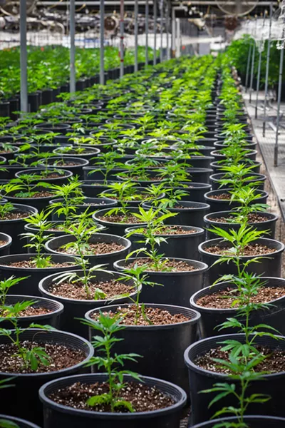 EMERALD CITY Grover Beach is a step closer to allowing commercial cannabis businesses to sell and manufacture recreational cannabis products. - FILE PHOTO BY JAYSON MELLOM