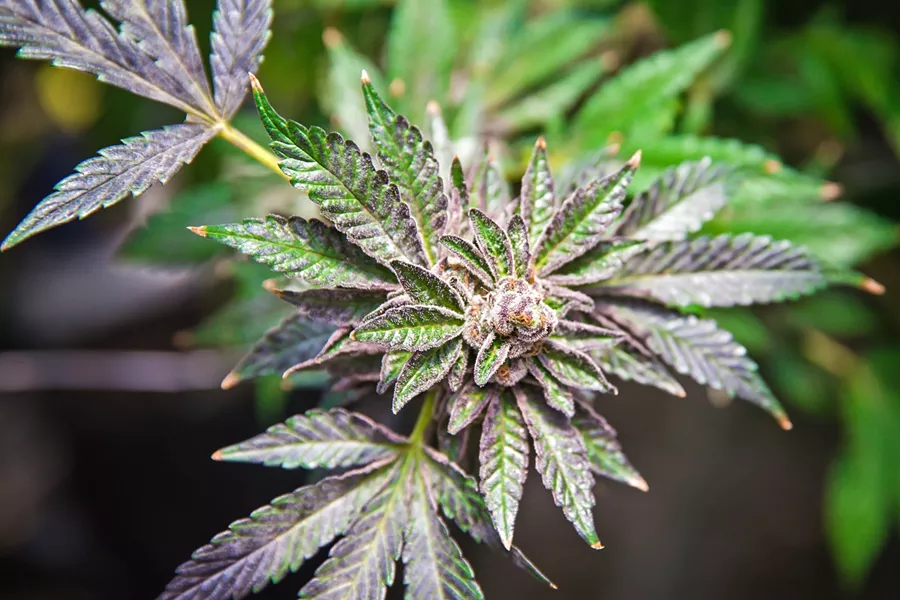 TAXES SLO County voters overwhelmingly approved a 4 percent gross receipts cannabis tax on June 5. - FILE PHOTO BY JAYSON MELLOM