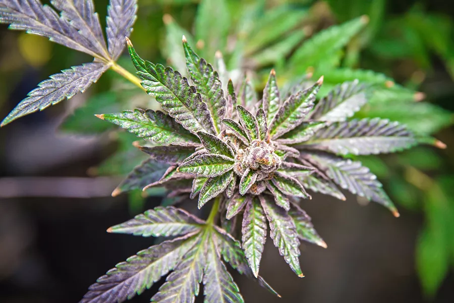 BOTTLENECK Cannabis industry members applying for permits with SLO County complained of "unprecedented" scrutiny from officials at a Board of Supervisors hearing June 19. - FILE PHOTO BY JAYSON MELLOM