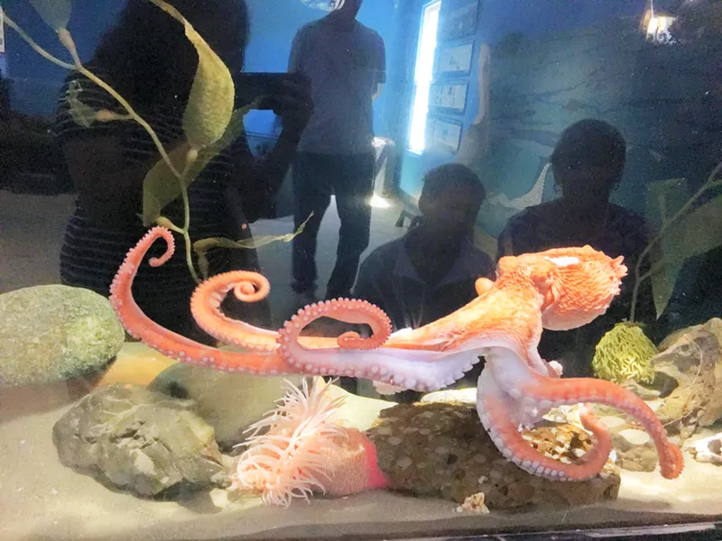 SPLASHING GOOD TIME Joan the octopus has found her temporary home at the Central Coast Aquarium. - PHOTO BY KAREN GARCIA