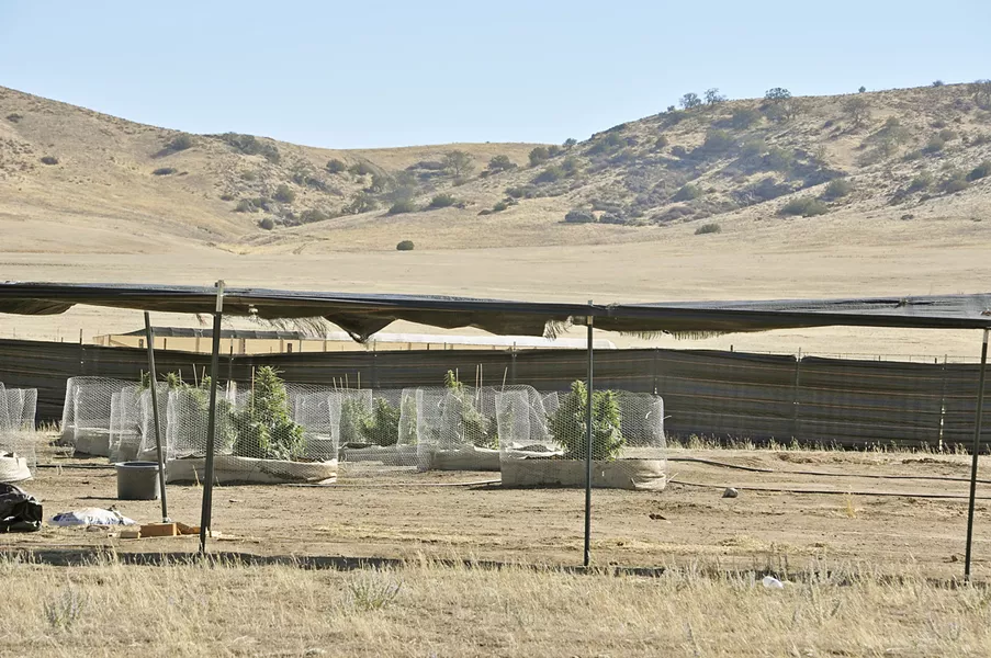 TARGETED SLO County started cannabis abatement hearings for alleged illegal growing operations in May. Although there are cases across the county, the California Valley has the largest number: approximately 100 active grows and 109 abandoned cultivation sites, according to a county staff report. - FILE PHOTO BY CAMILLIA LANHAM