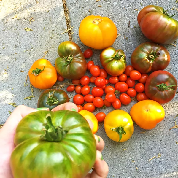 RIPE AND READY Heirloom tomatoes are at peak ripeness in Hayley's SLO garden and at Windrose Farm in Paso Robles. If you didn't get a chance to grow your own this year, you might want to head to Paso for the annual Heirloom Tomato Festival, where the bounty is downright bodacious. Presented in partnership with FARMstead ED, the fest kicks off Saturday, Sept. 22, with more than 30 varieties ripe for the tasing. - PHOTO BY HAYLEY THOMAS CAIN