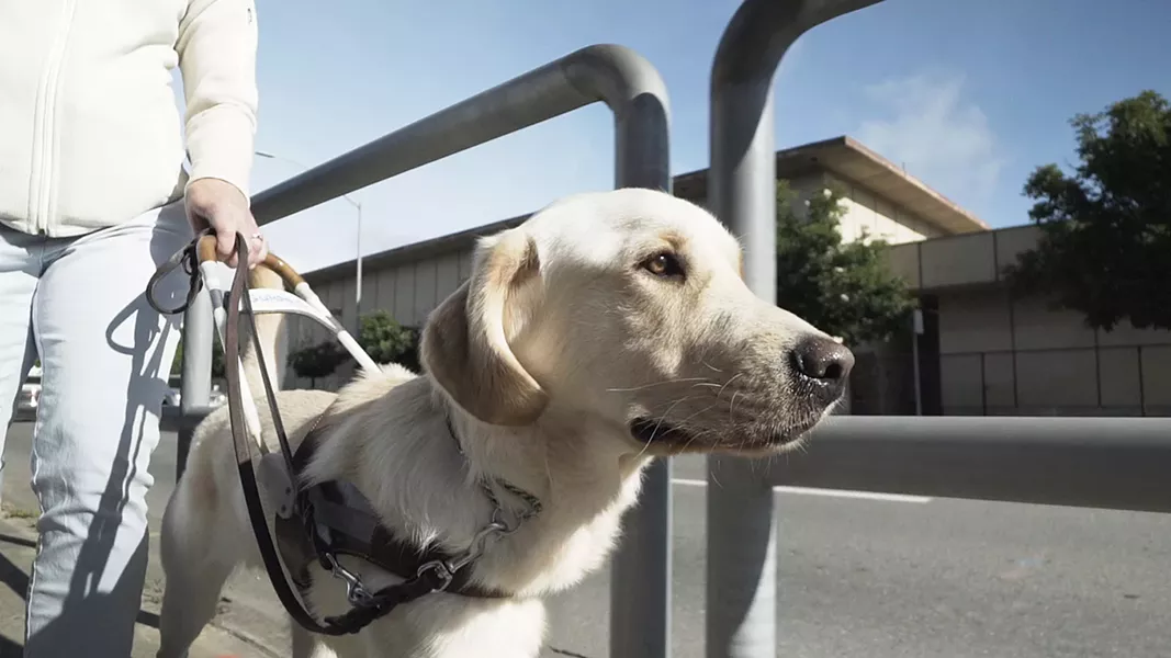 GOOD DOG! Pick of the Litter follows a litter of puppies from birth, through training, and onto their work as Guide Dogs for the Blind. - PHOTO COURTESY OF KTF FILMS