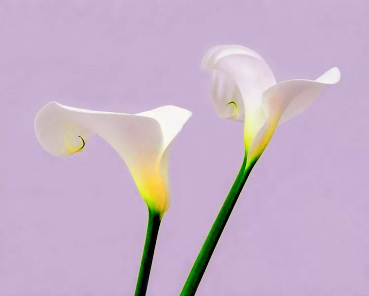 STILL LIFE Close-up shots and a light hand in Photoshop give Niley Harel's photos, such as Calla Duo, an almost otherworldly look. - PHOTO COURTESY OF NILY HAREL