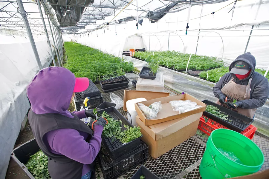 PACKING PLANTS Employees at a cannabis cultivation operation in Nipomo prepare "mother" cannabis plants to be clones. - FILE PHOTO BY JAYSON MELLOM