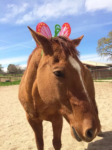 A GENTLE CLOWN Partners in Equestrian Therapy (PET) is raising money to help with ongoing medical treatment and medication for one of its "go to" horses, Chief Four Socks. - PHOTO BY COURTSEY OF PET