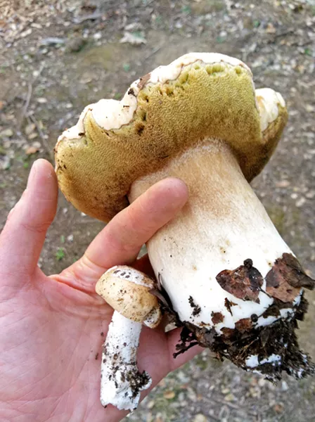 CAPHEADS UNITE SLO Botanical Garden's upcoming mushroom event on this Friday, Feb. 8, will cover taxonomy basics, field identification, ethical harvesting guidelines, safety issues, and tips on how to avoid toxic mushrooms in the wild. - PHOTOS COURTESY OF SLO BOTANICAL GARDEN