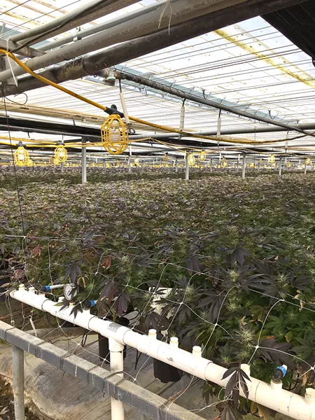 RAIDED Santa Barbara County Sheriff's authorities executed a search warrant at a cannabis grow in Los Alamos with hundreds of thousands of allegedly illegal plants (pictured). Cannabis from the site was being sold at 805 Beach Breaks in Grover Beach, according to sheriff's officials. - PHOTO COURTESY OF THE SANTA BARBARA COUNTY SHERIFF'S OFFICE