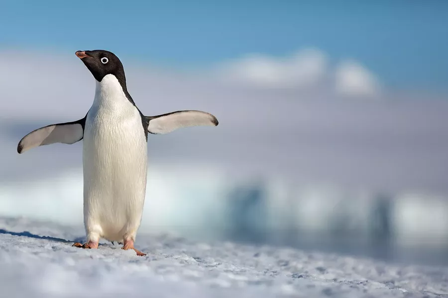GO STEVE! Narrated by Ed Helms, Penguins tell the story of an Adélie penguin named Steve, who's on a quest to find a mate and start a family. - PHOTO COURTESY OF DISNEYNATURE