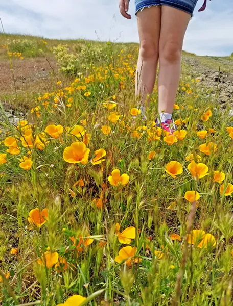 FIELD NOTES My daughter chose to research the state flower for her fourth grade California history project, a choice that prompted us to take a family hike on a sunny April afternoon. - PHOTO COURTESY OF BRET ROOKS