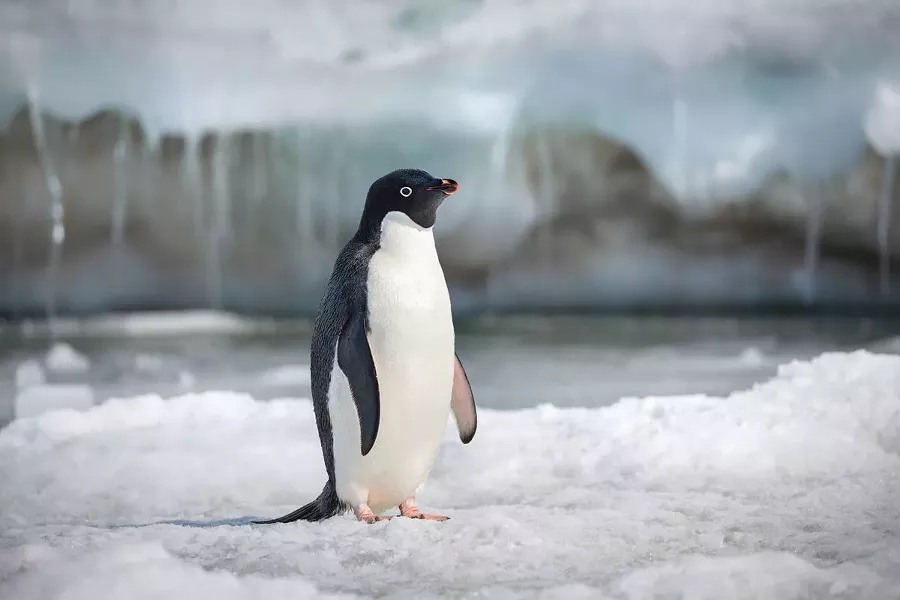 SOLO STEVE Narrated by Ed Helms, Penguins tell the story of an Adélie penguin named Steve, who's on a quest to find a mate and start a family. - PHOTO COURTESY OF DISNEYNATURE