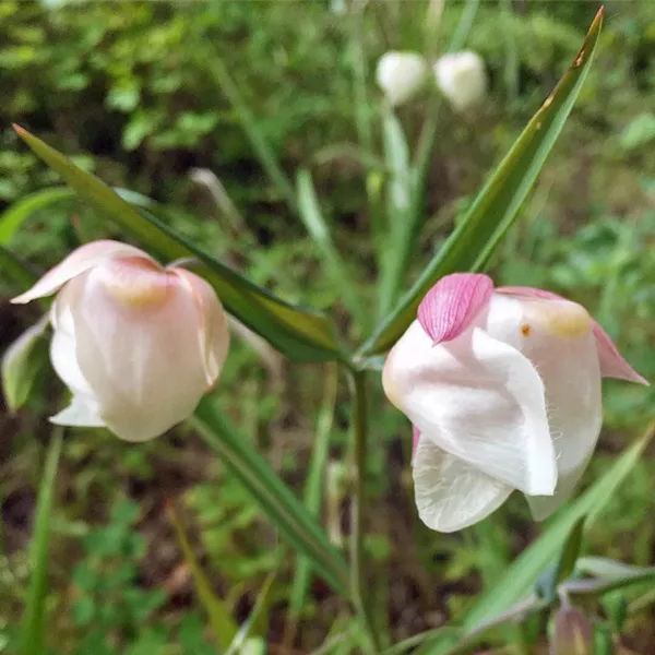 CREEK BYPASS Globe lilies dot the new creek bypass trail that takes hikers around a washed-out portion of the Reservoir Creek bed, and connects back with the original trail. - PHOTOS BY CAMILLIA LANHAM