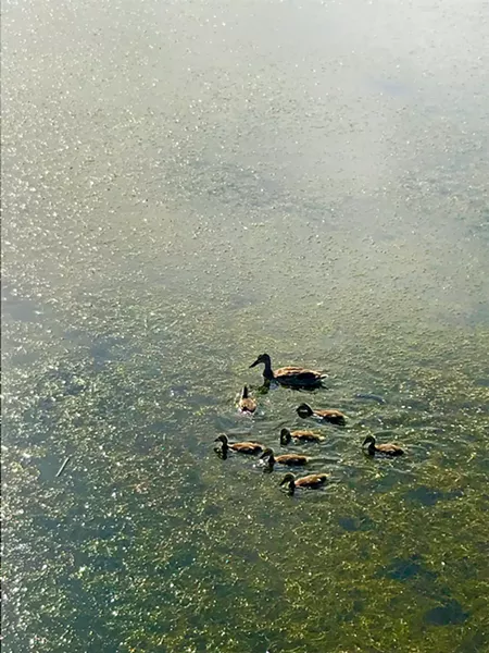 FAM This fowl-tastic family was one of many seen out on Oso Flaco Lake on June 9. - PHOTOS BY PETER JOHNSON