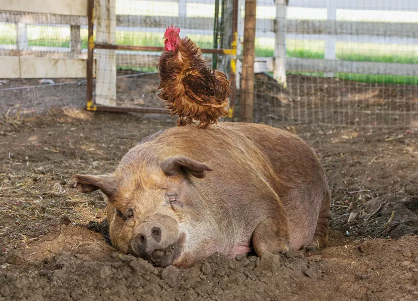 SUSTAINABLE In the documentary, The Biggest Little Farm, we witness a couple attempt to farm a 200-acre plot of depleted land—planting orchards and crops and raising animals, like Emma the pig and her best friend, Greasy the rooster—screening exclusively at The Palm. - PHOTO COURTESY OF FARMLORE FILMS