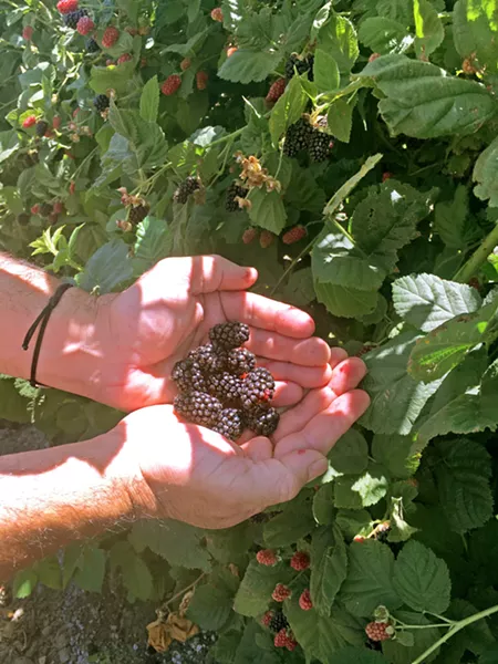 WE ALL PICK How many varieties of berries can you identify? At Talley Farms the public is welcome to grab a carton and discover rows of red and gold raspberries, olallieberries, loganberries, and blackberries. - PHOTO BY BETH GIUFFRE