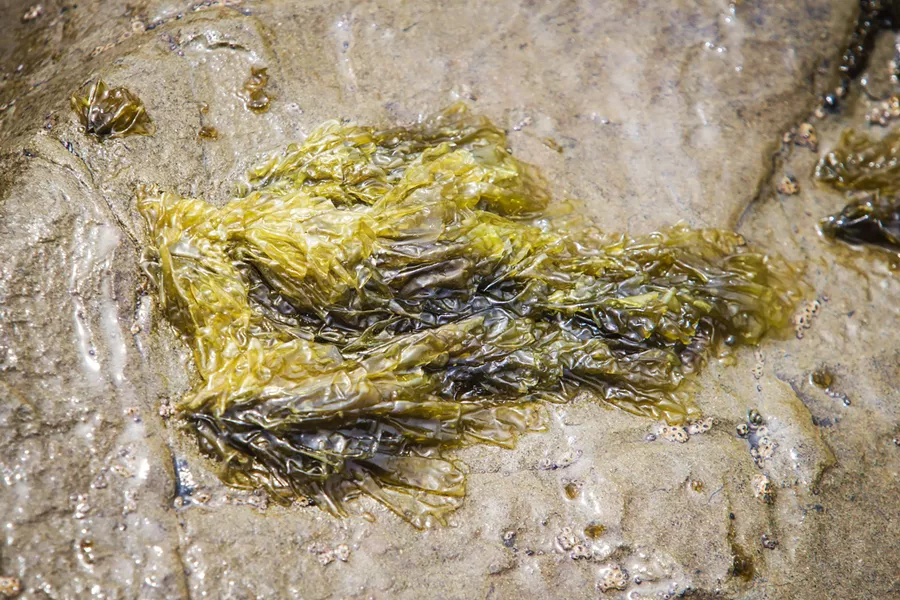 LETTUCE Sea lettuce is a little bit rubbery, edible, and paper thin. - PHOTOS BY CAMILLIA LANHAM