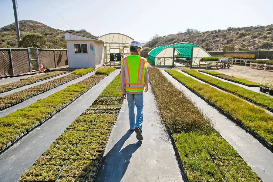 REVEGETATING At an on-site nursery, Chevron employees plant seeds that are collected directly from native plants in the Nipomo Dunes and care for the plants until they're ready to be transplanted to the dunes, where they're used for revegetation. - PHOTO BY JAYSON MELLOM