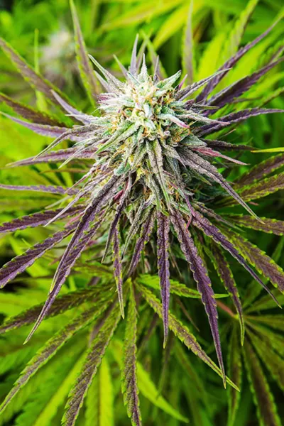 RESISTANCE Local residents pushed back against proposed cannabis grows in both the county chambers and court in 2019. - FILE PHOTO BY JAYSON MELLOM