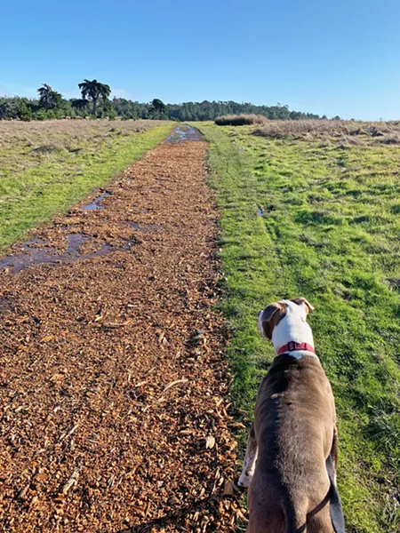 RAIN-SOAKED The Ridge Trail has a coating of tanbark covering the dirt track, but the rain from the days before Christmas hadn't quite percolated through the ground yet. - PHOTOS BY CAMILLIA LANHAM