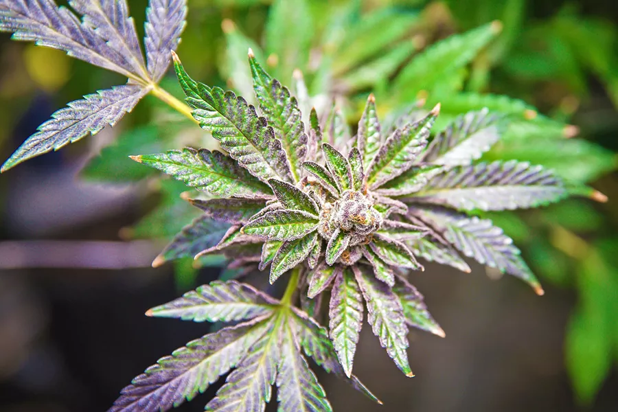 STATE OF CANNABIS A March 24 San Luis Obispo County staff report detailed the local cannabis industry's significant pull on county resources, and outlined new fees to cover the costs. - FILE PHOTO BY JAYSON MELLOM