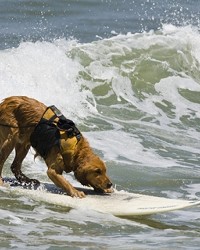 HANG PAW :  Saint, the famous local surfing dog, is putting his aquatic talent toward a good cause with an upcoming Surf Dog Surf-a-Thon.