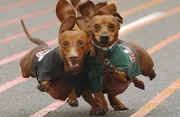 WEINER TAKES ALL : Where: Palm Theatre When: Tuesday, March 10 at 6 p.m. Length: 79 min. - PHOTO COURTESY OF WEINER TAKES ALL