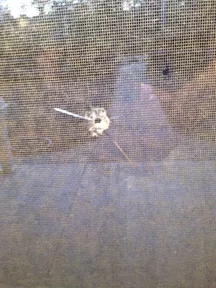 BROKEN GLASS: SLO County Supervisor Caren Ray and her family weren’t home at the time of the incident, but Ray said that finding the hole in her window (pictured) was a stark reminder of how exposed her life is and was also “very disconcerting.” - PHOTO COURTESY OF CAREN RAY