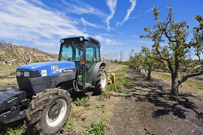 SOUR GRAPES: Cal Poly administration is developing an update to its master plan. Students and professors are worried the final proposal will call for destroying some of the university’s farmland, replacing it with homes, parking lots, and hotels. - PHOTO BY KAORI FUNAHASHI