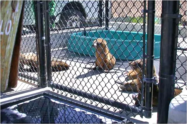 HUNGRY FOR CARE : California sea lions currently in rehabilitation facilities across the state are emaciated and dehydrated juveniles. - PHOTOS COURTESY OF THE MARINE MAMMAL CENTER