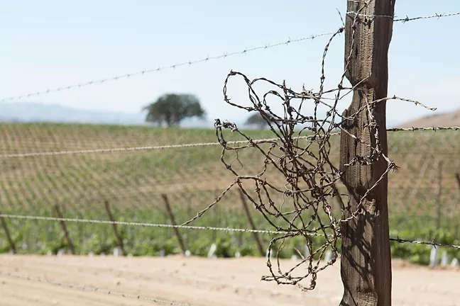 MIND THE GAP: A countywide program that would continue limitations for new and increased groundwater use for agricultural irrigation was stalled by the SLO County Board of Supervisors. A vineyard east of San Miguel owned by J. Lohr received a vested rights exemption to plant the vineyard after the passage of the urgency ordinance in August 2013. - FILE PHOTO BY TOM FALCONER