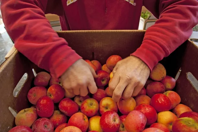 CRUNCHY CHOICE : Dan Melton picks out apples from a box he purchased that morning from Bellevue Sea Canyon Farms. - PHOTO BY STEVE E. MILLER