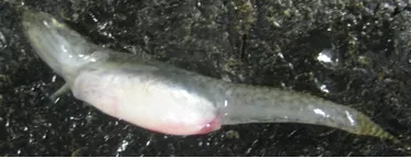 POISONED : Cal Poly biologists thought Morro Bay goby fish were just pregnant before they cut them open and found liver tumors. - PHOTO COURTESY OF SARAH JOHNSON