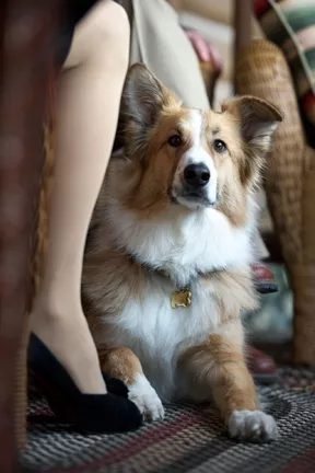 THOSE EYES! : Diane Keaton stars as Beth, who saves a bedraggled, lost dog (pictured) from the side of a freeway, in Lawrence Kasdan’s sappy Darling Companion, which officially hits theaters April 20. - PHOTO BY WILSON WEBB, COURTESY OF SONY PICTURES CLASSICS