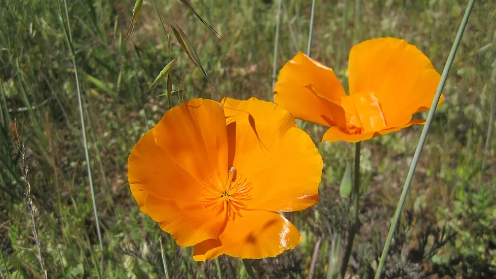 TREASURE TROVE : Festival organizers handed out maps so participants could search for wildflowers where they’re at their best—in the wild. I found some California poppies and whatever the cuss these neat red flowers are.