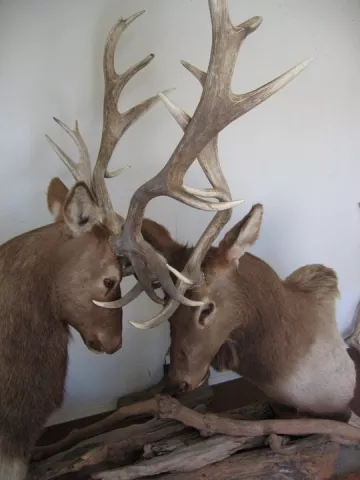ANTLERS AWAY : Jousting male tule elk found their antlers fatally intertwined before ending up as a display at the Tule Elk State Reserve. - PHOTO BY KATHY JOHNSTON